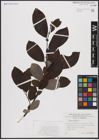 Foto von Salix caprea L.